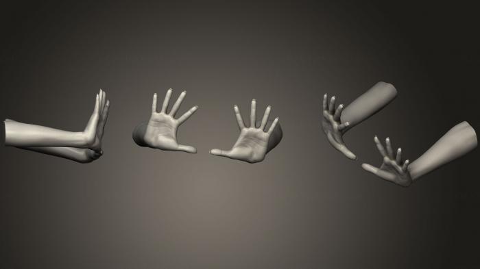 نموذج ثلاثي الأبعاد لآلة CNC تشريح الهياكل العظمية والجماجم أيدي النساء 19